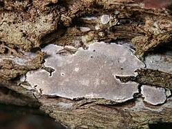 Attēlu rezultāti vaicājumam “Cinereomyces lindbladii”