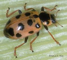 Attēlu rezultāti vaicājumam “Hippodamia tredecimpunctata”