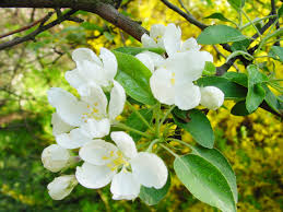 Attēlu rezultāti vaicājumam “Malus baccata”