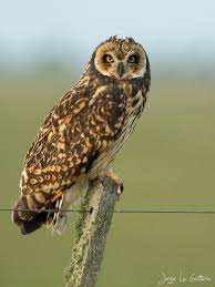 Attēlu rezultāti vaicājumam “Asio flammeus adult”