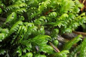 Attēlu rezultāti vaicājumam “Fissidens adianthoides sporophyte”