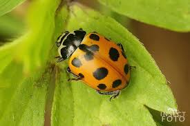 Attēlu rezultāti vaicājumam “Hippodamia notata”