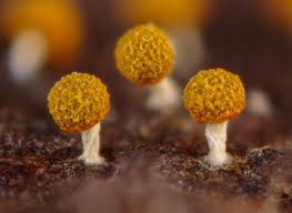 Attēlu rezultāti vaicājumam “Physarum sulphureum”