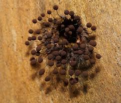 Attēlu rezultāti vaicājumam “Comatricha nigra macro”