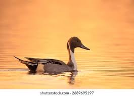 Attēlu rezultāti vaicājumam “Anas acuta male”