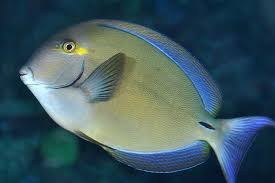Image result for Acanthurus blochii