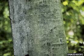 Attēlu rezultāti vaicājumam “Neonectria coccinea”