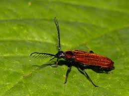 Attēlu rezultāti vaicājumam “Pyrochroidae”