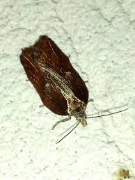 Attēlu rezultāti vaicājumam “Acleris cristana”