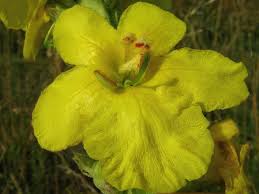 Image result for Verbascum densiflorum