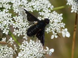 Attēlu rezultāti vaicājumam “Hemipenthes morio”