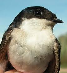 Attēlu rezultāti vaicājumam “Delichon urbicum adult”