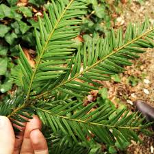 Attēlu rezultāti vaicājumam “Taxus baccata leaf”