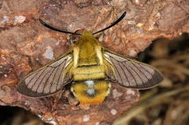 Attēlu rezultāti vaicājumam “Hemaris tityus”