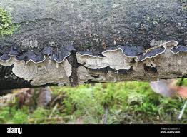 Attēlu rezultāti vaicājumam “Datronia mollis”