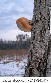 Attēlu rezultāti vaicājumam “Piptoporus betulinus”