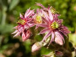 Image result for echtes Hauswurz