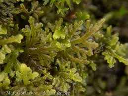 Attēlu rezultāti vaicājumam “Riccardia multifida”