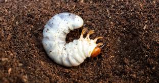 Attēlu rezultāti vaicājumam “Retinia resinella pupa”