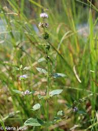 Attēlu rezultāti vaicājumam “Mentha x verticillata leaf”