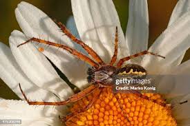 Attēlu rezultāti vaicājumam “Aculepeira ceropegia”