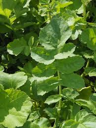 Image result for Raphanus sativus ssp. Oleiformes