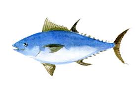 Image result for Thunnus maccoyii