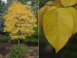 Attēlu rezultāti vaicājumam “Syringa reticulata subsp. amurensis”
