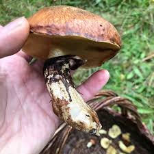 Attēlu rezultāti vaicājumam “Suillus luteus”