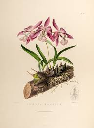 Attēlu rezultāti vaicājumam “Orchidaceae”