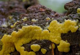 Attēlu rezultāti vaicājumam “Claustria didermoides”