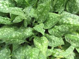 Attēlu rezultāti vaicājumam “Pulmonaria saccharata”