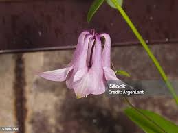 Attēlu rezultāti vaicājumam “Aquilegia vulgaris bud”