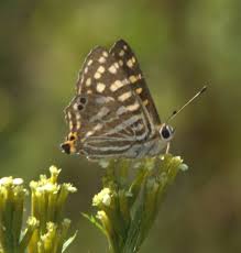Attēlu rezultāti vaicājumam “Hamearis lucina underside”