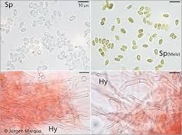 Attēlu rezultāti vaicājumam “Oxyporus corticola”