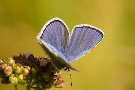 Attēlu rezultāti vaicājumam “Plebejus argyrognomon”