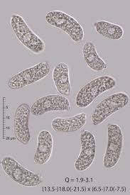 Attēlu rezultāti vaicājumam “Exidia thuretiana”