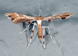 Attēlu rezultāti vaicājumam “Cnaemidophorus rhododactyla”