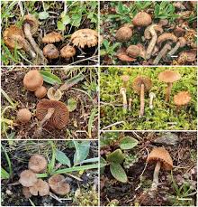 Attēlu rezultāti vaicājumam “Badhamiopsis praetermissa macro”