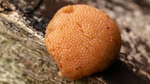 Attēlu rezultāti vaicājumam “Tubifera sp.”