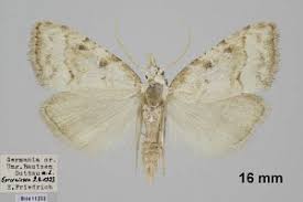 Attēlu rezultāti vaicājumam “Nola aerugula”