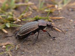 Attēlu rezultāti vaicājumam “Carabus cancellatus”