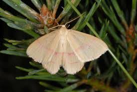 Attēlu rezultāti vaicājumam “Rhodostrophia vibicaria”