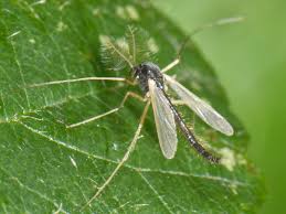 Attēlu rezultāti vaicājumam “Chironomidae”