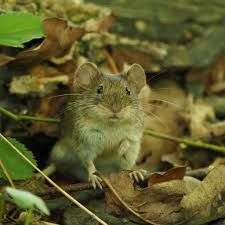 Attēlu rezultāti vaicājumam “Myodes glareolus”