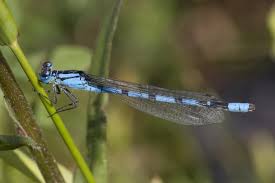 Attēlu rezultāti vaicājumam “Enallagma cyathigerum male”