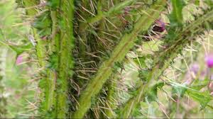 Attēlu rezultāti vaicājumam “Cirsium palustre fruit”