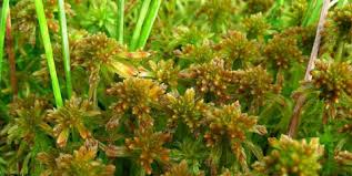 Attēlu rezultāti vaicājumam “Sphagnum fallax”