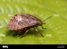 Attēlu rezultāti vaicājumam “Eurygaster testudinaria nymph”