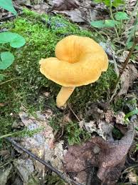 Attēlu rezultāti vaicājumam “Cantharellus cibarius”